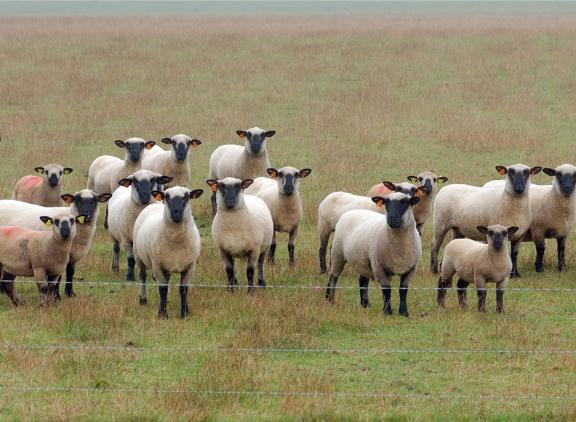 Schapen die laat geschoren zijn en nu minder vacht hebben, hebben een grotere kans om gestoken te worden door de knut