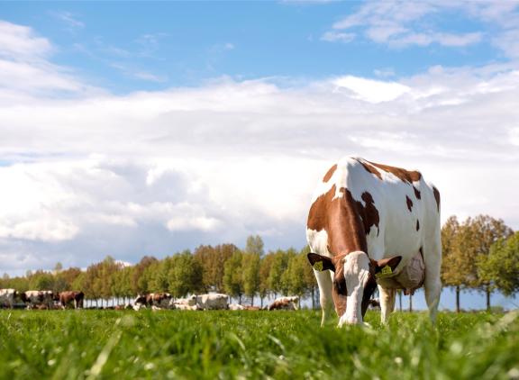 De grootste vermindering was te zien bij de methaanemissie uit pensfermentatie, die daalde met gemiddeld 19 gram CO2-equivalenten per kg meetmelk 