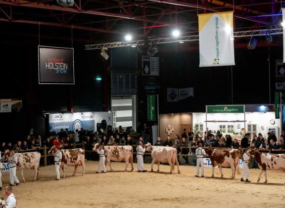 Drie dochtergroepen verschijnen dit jaar in de ring op de HHH-show (foto: Els Korsten)