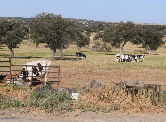Afgelopen najaar werd EHD voor het eerst in Europa vastgesteld bij runderen op de Italiaanse eilanden Sardinië en Sicilië, in Spanje en in Portugal