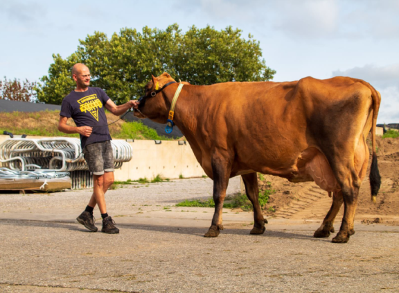 Vigordochter Josie 30 won in de categorie 90.000 tot 100.000 kg melk