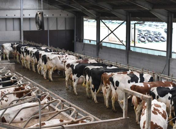 Met 1,4 miljard euro ligt de omzet van de Vlaamse melkveehouderij ruim boven het vijfjarig gemiddelde