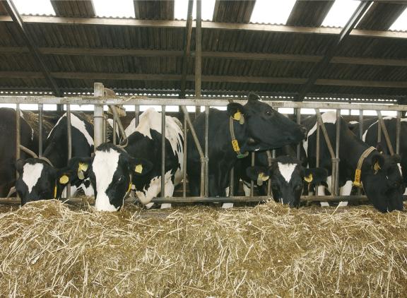 Door het grote kation-anionverschil in de voorjaarskuilen van dit jaar bestaat er een hoger risico op melkziekte als deze kuilen worden gevoerd aan droge koeien
