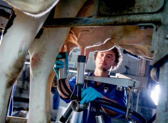 De levensduur van de afgevoerde stamboekkoeien nam toe met ruim drie weken tot 2.255 dagen