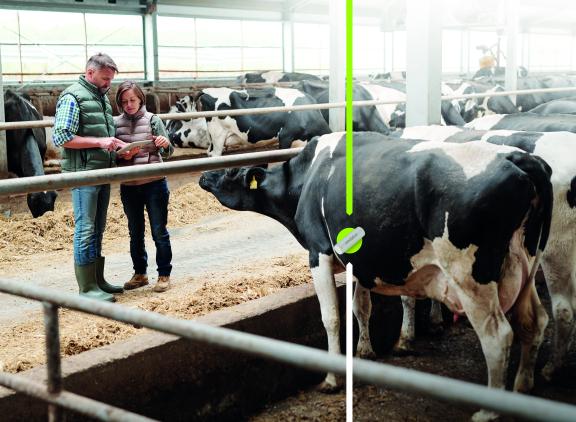 De bolus in de netmaag meet de temperatuur met een nauwkeurigheid van 0,01 graad