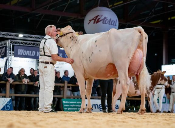 De vaarzentitel roodbont ging naar Noorder Splash P (v. Mirand) van de familie Schoonhoven en Aart Blaauw