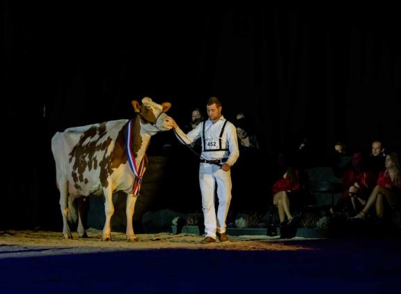 Met 94 punten was Heerenbrink Truus 4 (v. Apple) afgelopen jaar de hoogst ingeschreven roodbonte (foto: Els Korsten)