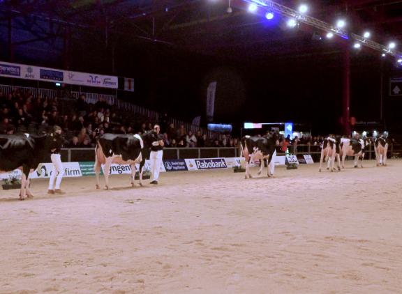 Op de HHH-show 2023 waren dochtergroepen van drie stieren te zien