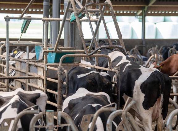 Op bedrijven met een meer duurzame bedrijfsvoering wordt minder krachtvoer gevoerd