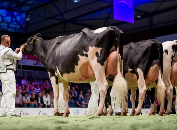 Op de NRM in 2017 won Koba de vaarzentitel
