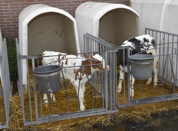 Rabobank verwacht dat kalveren voor de vleeskalverhouderij in 2040 minimaal tot acht weken leeftijd op het melkveebedrijf blijven