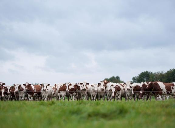 De mortaliteit van deze blauwtongbesmetting is ongeveer zes keer hoger dan van de uitbraak in de jaren 2006 tot en met 2008.