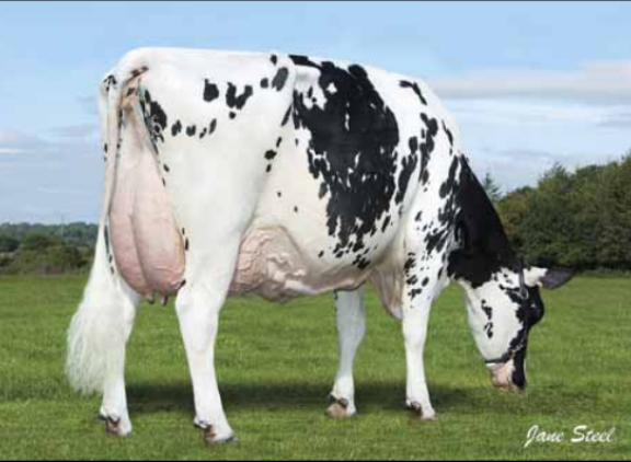 De met 96 punten ingeschreven Woodmarsh Blitz Melody produceerde als vijfde generatie op rij 100.000 kg melk