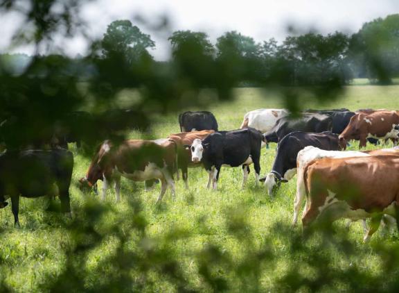 LTO pleit ervoor het verdienvermogen van boeren te verbeteren door hen een vergoeding te geven voor bijdragen aan natuur en landschapselementen