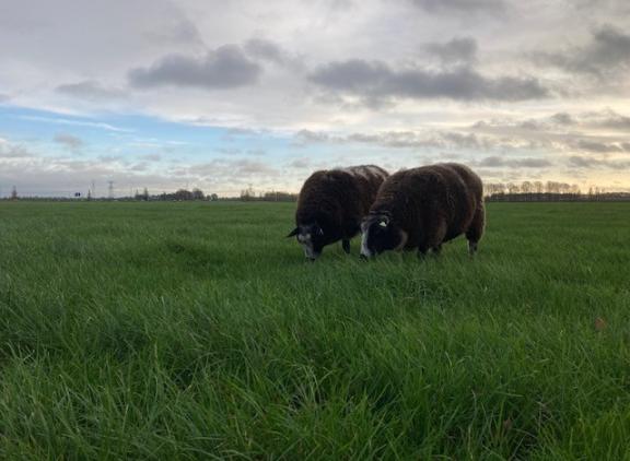In België zijn twee nieuwe blauwtonggevallen bevestigd