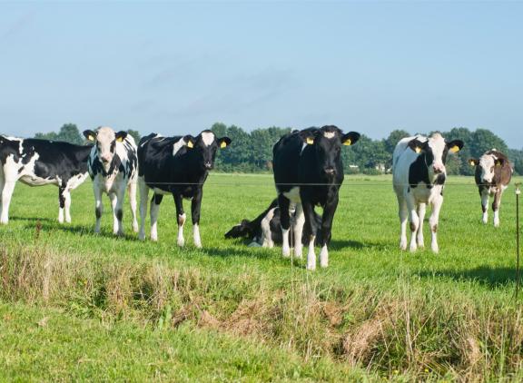 Doordat er relatief veel neerslag viel dit jaar, heeft weidend jongvee meer kans gekregen op besmetting en weerstandopbouw tegen maagdarm- en longwormen