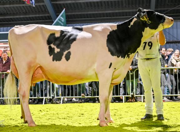 De twee keer gekalfde Giessen Cinderella 216 eiste in Wanneperveen het algemeen kampioenschap op (foto: Henk Lomulder)