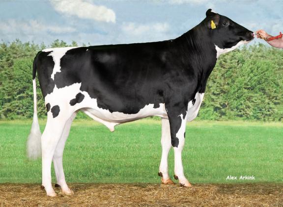 Met 22.700 eerste inseminaties was Delta Fast Lane afgelopen jaar het meest in trek bij zwartbont