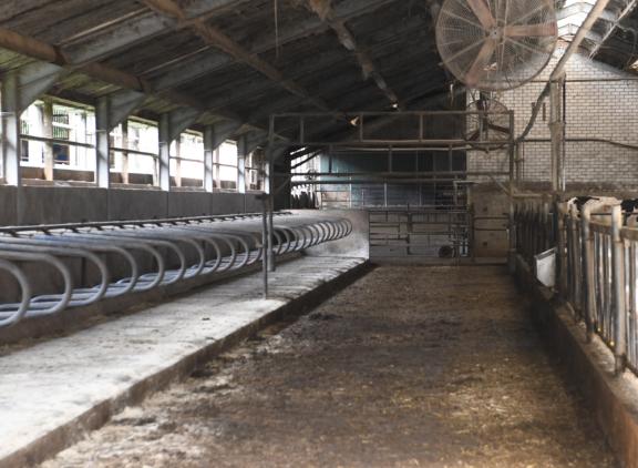 Melkveehouderijen in Overijssel en Noord-Brabant vroegen het vaakst de Lbv of Lbv-plus aan