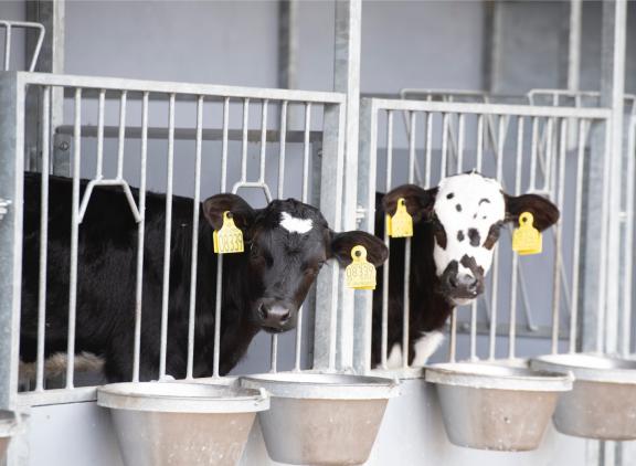 Denkavit heeft zich gespecialiseerd in melkvervangers