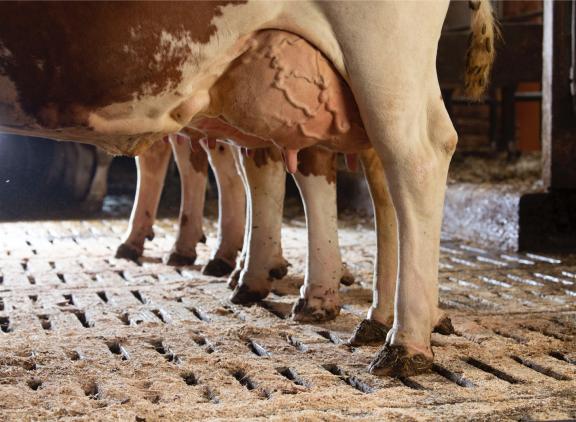 Met een fokwaarde klauwgezondheid voor fleckvieh willen fokkerijorganisaties de negatieve trend voor klauwgezondheid in het ras ombuigen