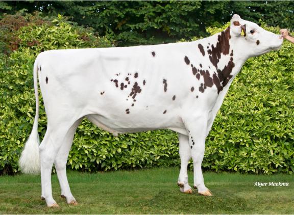 Scrash (v. Freestyle) is met 201 ISU een van de hoogste roodbonte stieren van Genes Diffusion