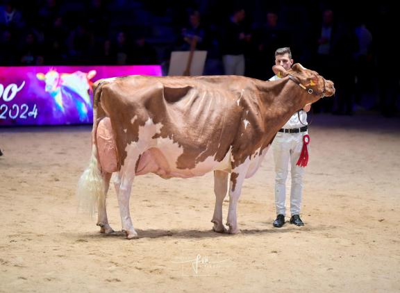 De zevenjarige Famos Awesome Ariane won in Genève het algemeen kampioenschap roodbont (foto: Fleur Maartje Bakker)