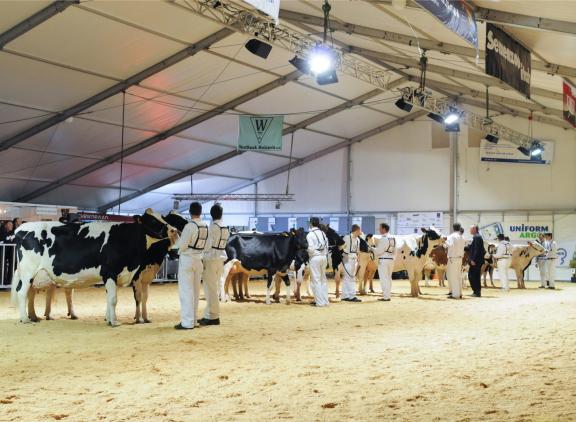 Vanavond wordt beslist of de Vlaamse Koeparade komend weekend doorgaat