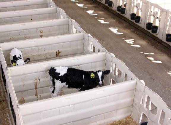 Van alle getypeerde dieren is met 93 procent het leeuwendeel vrouwelijk 