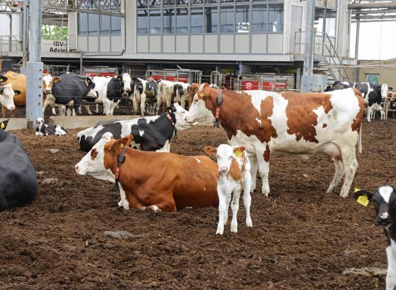 Volgens Dairy Campus is het tijd voor een totaal nieuw stalconcept waarbij dierwelzijn en emissiereductie centraal staan