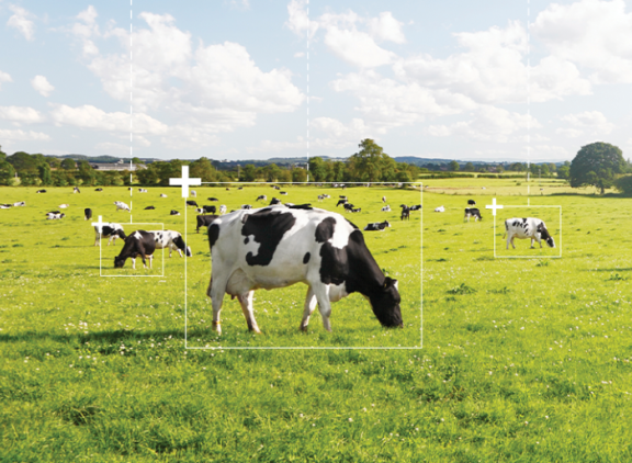 DeLaval Plus - Koeien in de weide 800x533.png