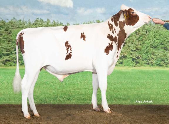 Met ruim 20.000 kalveren was Delta Launch PP afgelopen boekjaar de stier met het hoogste aantal geregistreerde kalveren