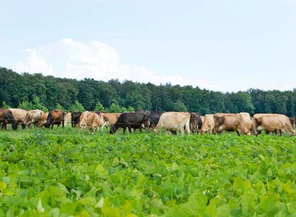 De jerseykoeien van Hakvoort grazen in een perceel met saladebuffet aangrenzend aan het Kuinderbos