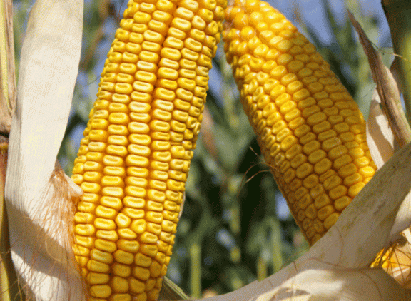 Veeteelt_header_Steeds-meer-veehouders-kiezen-voor-Dent_mais.gif