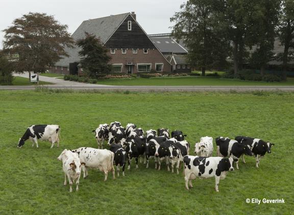 De twinitig honderdtonners, deze zomer al gefotografeerd door Elly Geverink