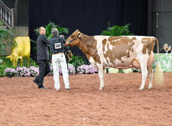 In Madison behaalde Lilly het algemeen kampioenschap roodbont (foto: Fleur Maartje Bakker)