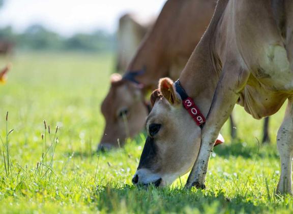 Franse veehouders kiezen steeds vaker voor een jerseystier