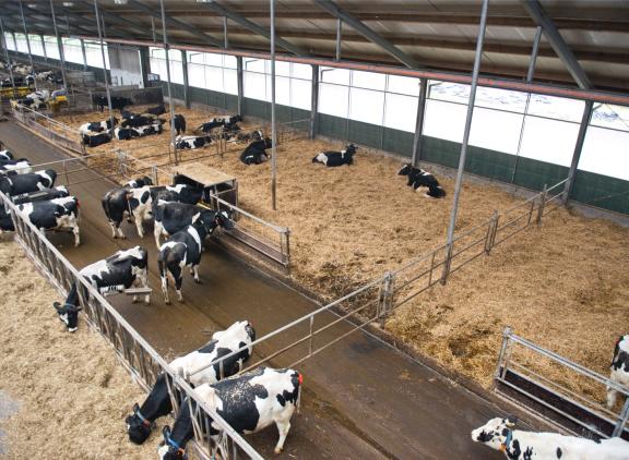 Bedrijven met een hogere levensduur geven 30 procent meer uit aan strooisel dan bedrijven met een lagere levensduur