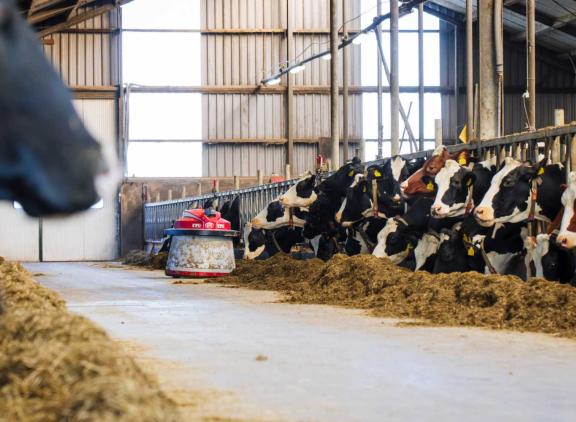 Het gemiddelde ruweiwitgehalte in melkveerantsoenen steeg in 2023 met drie gram