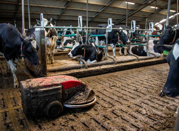 Onder meer door het toepassen van emissiearme stallen daalde de emissie van ammoniak