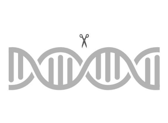 Voor het inbouwen van resistentie tegen bvd maakten de  onderzoekers gebruik van de gentechniek crispr-cas, waarmee heel gericht kan worden geknipt en geplakt in dna