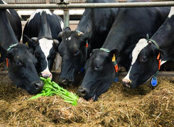 Feedbeet onmisbaar in het bouwplan