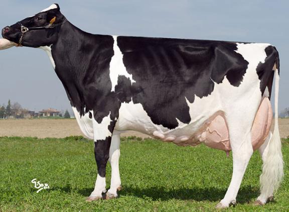 Met bijna 208.000 kg melk is Ronchi Comestar Lee Lea koploper voor levensproductie in Italië