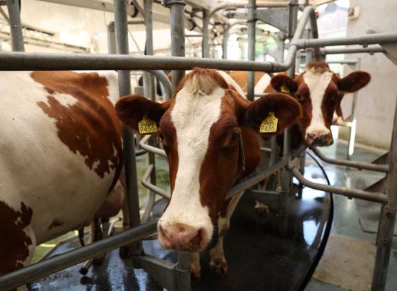 De Europese melkaanvoer liep in november met 2,4 procent terug