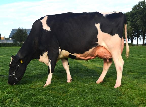 Asmara 1143 (v. Doorman) wint de VRV-show 2024