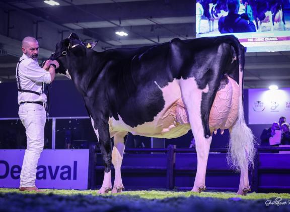 Het algemeen kampioenschap in Verona ging naar Deho Chanel (v. 1st Grade) (foto: Guillaume Moy)
