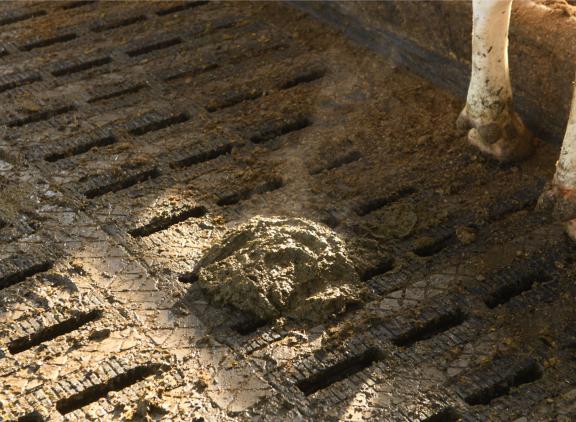 In 2023 steeg de stikstofuitscheiding met mest in de melkveehouderij en daalde de fosfaatuitscheiding