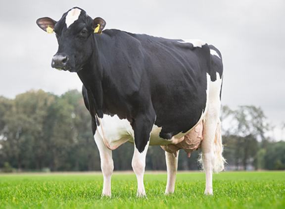 De acht jaar oude Yuna bereikte de tien ton met een gemiddelde productie van 57,7 kg melk per dag (foto: Christine Massfeller)