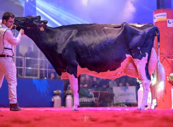 In februari won Geertje 638 het algemeen kampioenschap op de wintershow in Noordeloos (foto: Fleur Maartje Bakker)