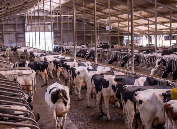 Nederland telde in 2023 bijna 1300 bedrijven met 200 of meer melkkoeien